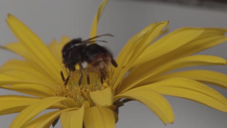 the pollination process with a bee on a yellow flower, static close up