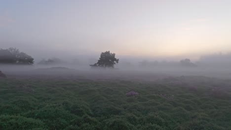 Vista-Aérea-De-Brezos-Salvajes-En-El-Campo-Durante-La-Mañana-Brumosa,-Países-Bajos