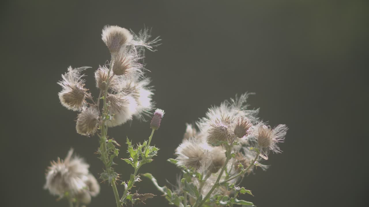 영국 데본의 회색 배경에 대해 바람에 움직이는 식물의 클로즈업 영상