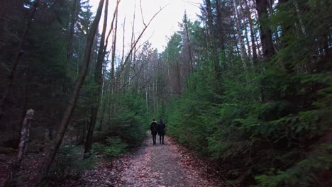 a pair of travelers travel along a forest path surrounded by coniferous trees in winter - gimbal follow shot