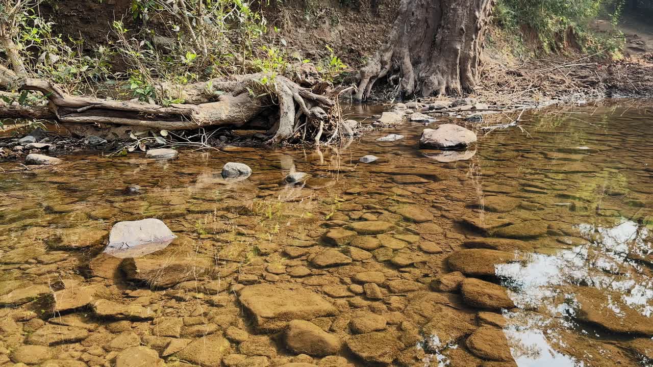 Static shot of Clear shallow stream revealing golden stones beneath transparent water, tree roots along eroded bank, gentle ripples and reflections creating a calm natural forest scene