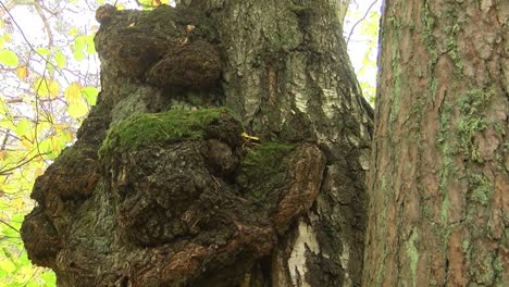 la verruga de abedul parece un oso durmiendo con las patas sosteniendo un árbol.