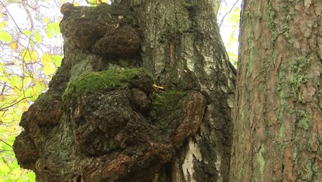 birch wart looks like a bear sleeping with paws holding a tree