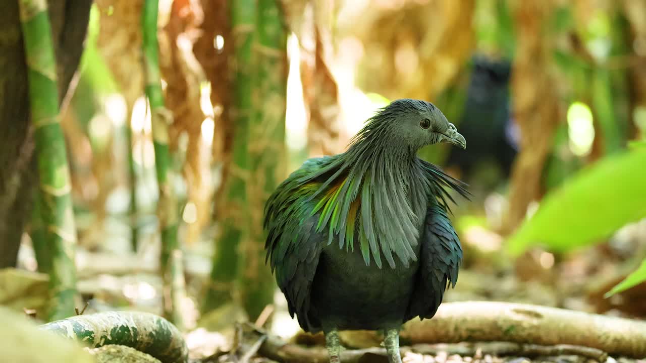 Nicobar pigeon observed in Chonburi, Thailand zoo