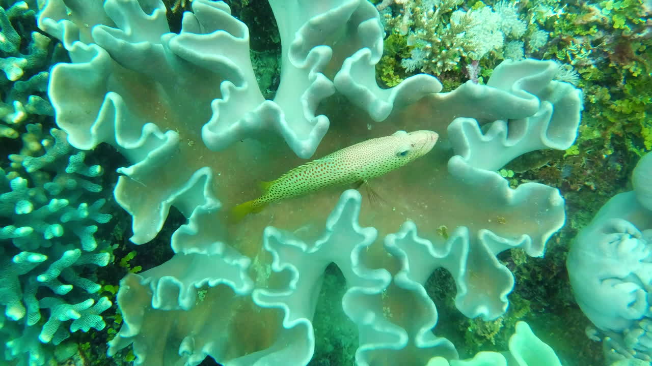 산호초 사이에 숨겨져 있습니다.