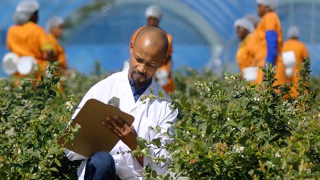 Man-writing-on-clipboard-in-blueberry-farm-4k