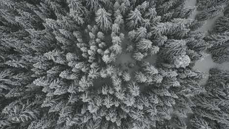 aerial top down view on snow covered spruce trees in idaho, usa