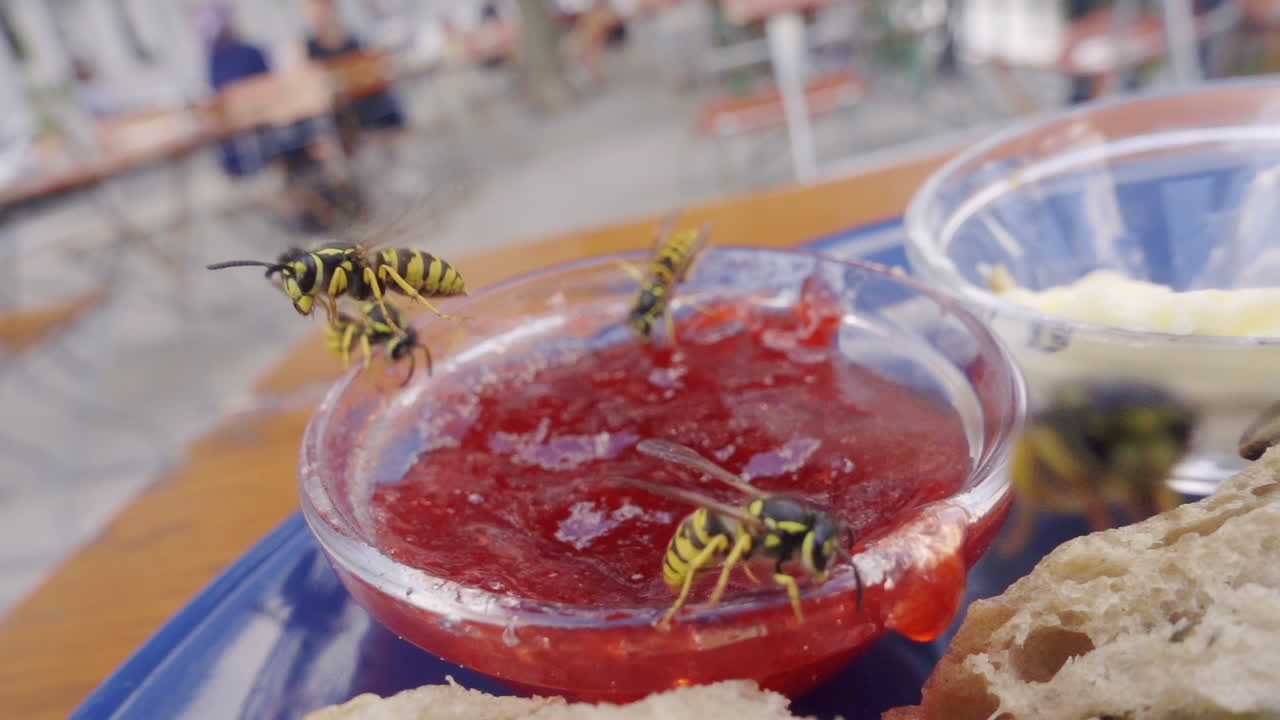 Wasps eating jam on table outside at cafe in city. Slow motion insects