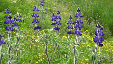 lupine blooms alongside a field of wheat and barley