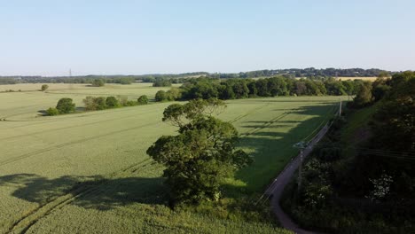 Aerial-view-orbiting-tree-on-green-organic-wheat-farmland-early-morning-English-countryside-sunrise