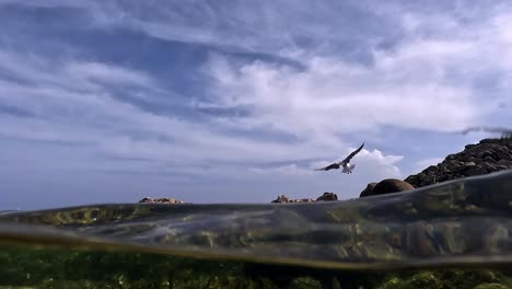 Vista-Semisubmarina-De-Gaviota-Volando-De-Roca-En-Roca-En-La-Isla-Lavezzi-En-Córcega,-Francia