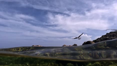 vista semisubmarina de gaviota volando de roca en roca en la isla lavezzi en córcega, francia