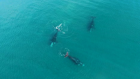Drei-Im-Kreis-Schwimmende-Wale,-Luftaufnahme