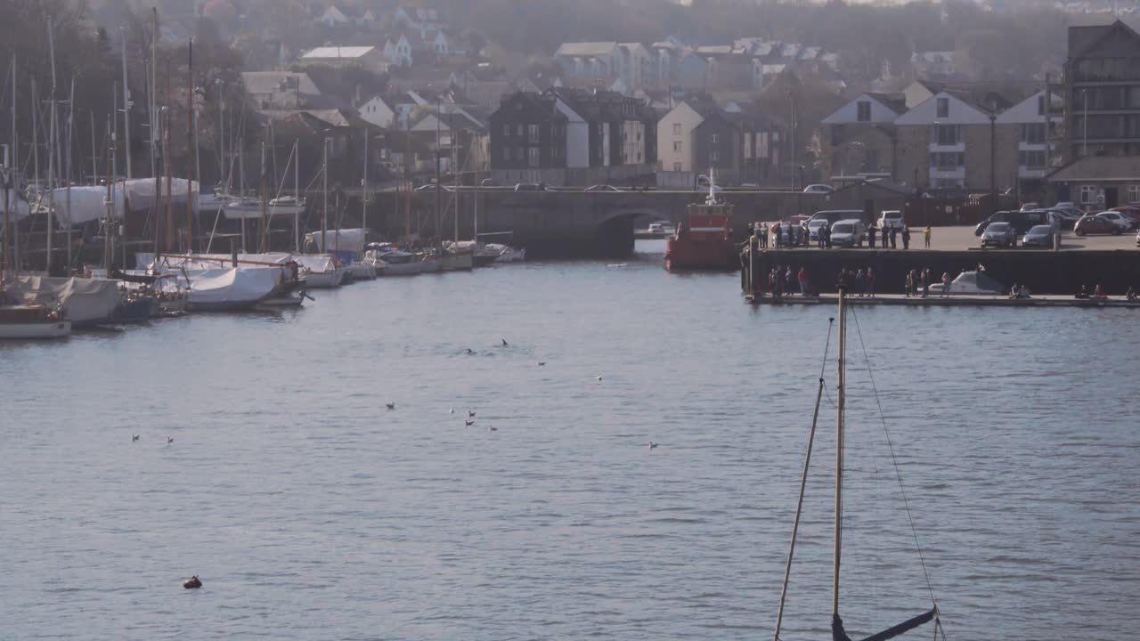 Low angled aerial reveals the dorsal fins of dolphins playing in a busy coastal town marina. Penryn, Cornwall