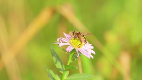 european hoverfly collecting nectar on daisy flower on a sunny spring