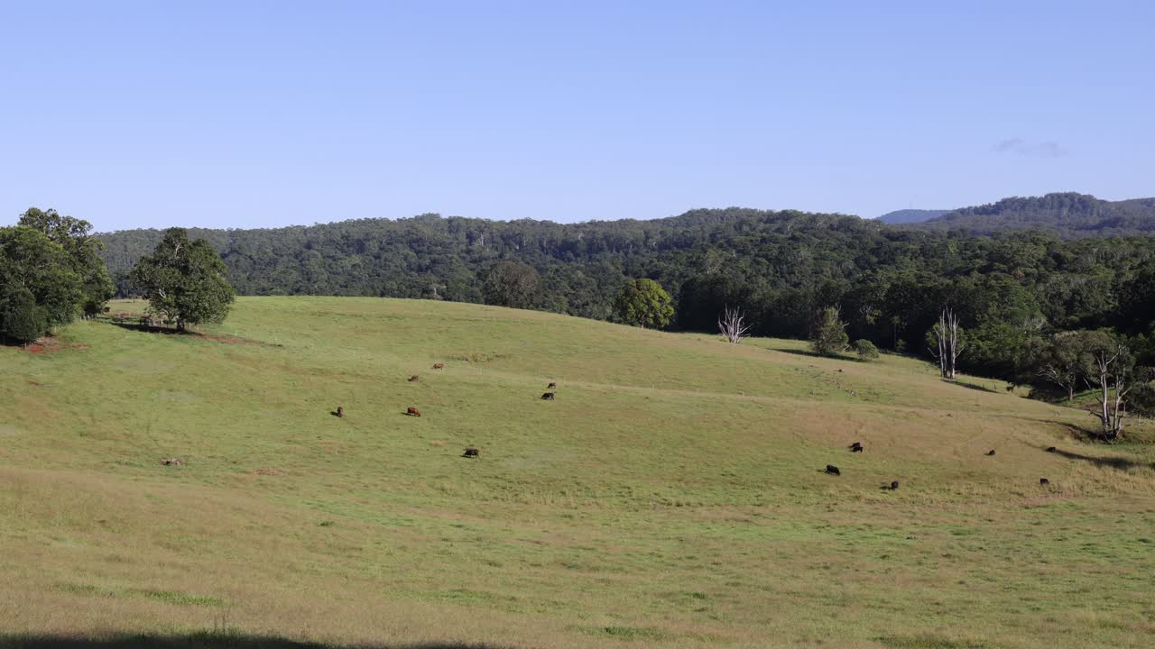 las vacas pastan pacíficamente a través de un paisaje verde exuberante