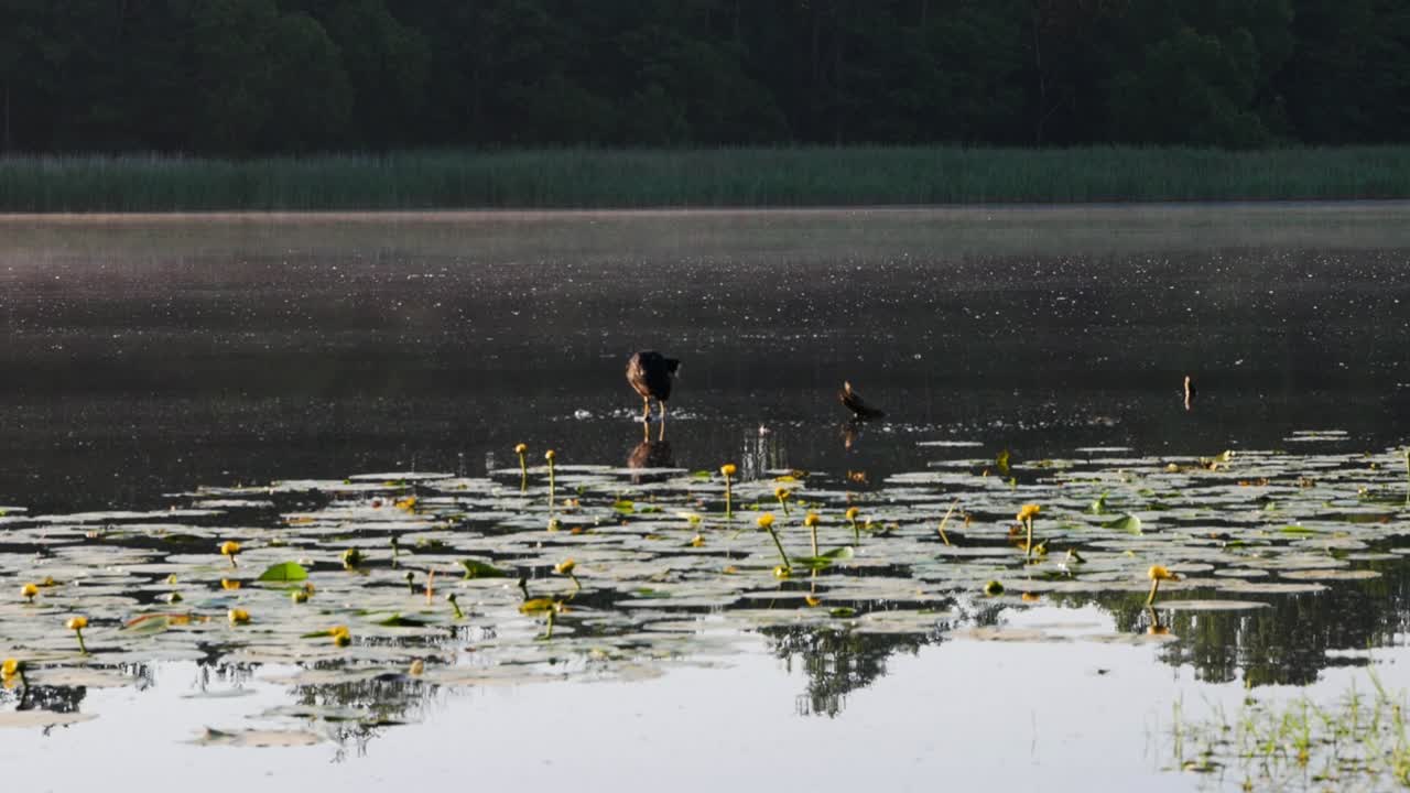 바위에 앉아 호수 한가운데에 아름다운 물새