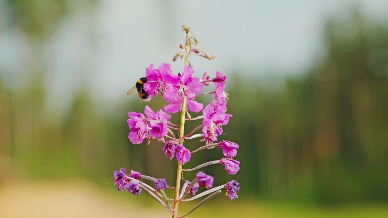 Bumblebee lands on fireweed flower in golden dusk forest macro still