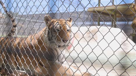 bengal-tiger-laying-along-fenceline-in-habitat-slowmo-look-away-from-camera