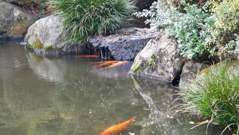 Vista-Del-Paisaje-Natural-Del-Estanque-Zen-Japonés-Con-Peces-Koi-Con-Una-Pequeña-Cascada