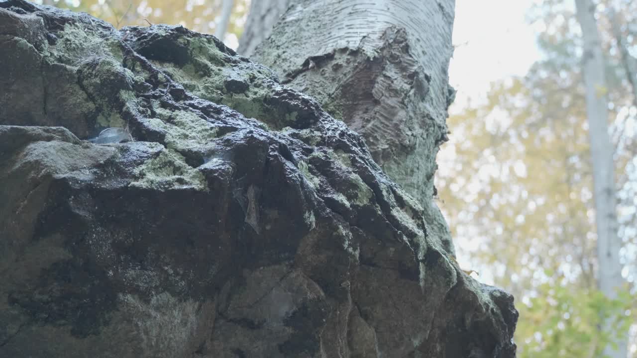 떨어지는 물, 단풍, 클로즈업으로 돌에 이끼