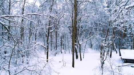 Ramas-Nevadas-En-El-Bosque.-Fondo-De-Hadas-De-Invierno