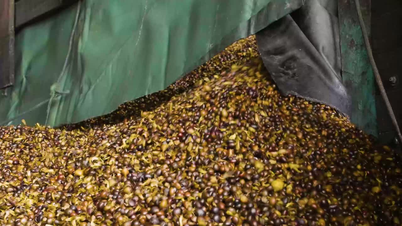Slow motion shot of Palm Kernel fruit seeds unloading from a carrier truck at a factory, Malaysia