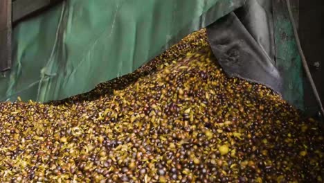 slow motion shot of palm kernel fruit seeds unloading from a carrier truck at a factory, malaysia