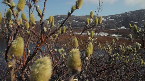 arctic tundra. arctic dwarf polar willow (salix polaris), the dwarf willow , found mainly in the tundra of the arctic region.