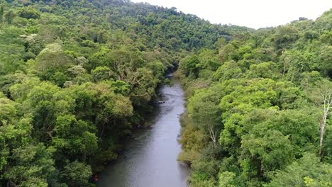 aerial view of green jungle in argentina with river