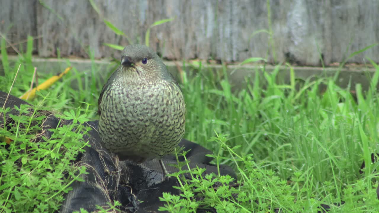 Kokako Bird Foraging in New Zealand Garden