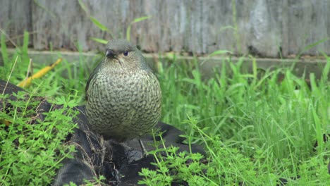 kokako bird foraging in new zealand garden