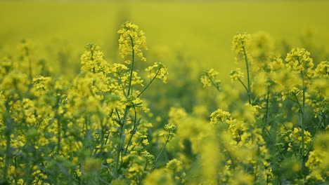 rape land in countryside in europe in spring