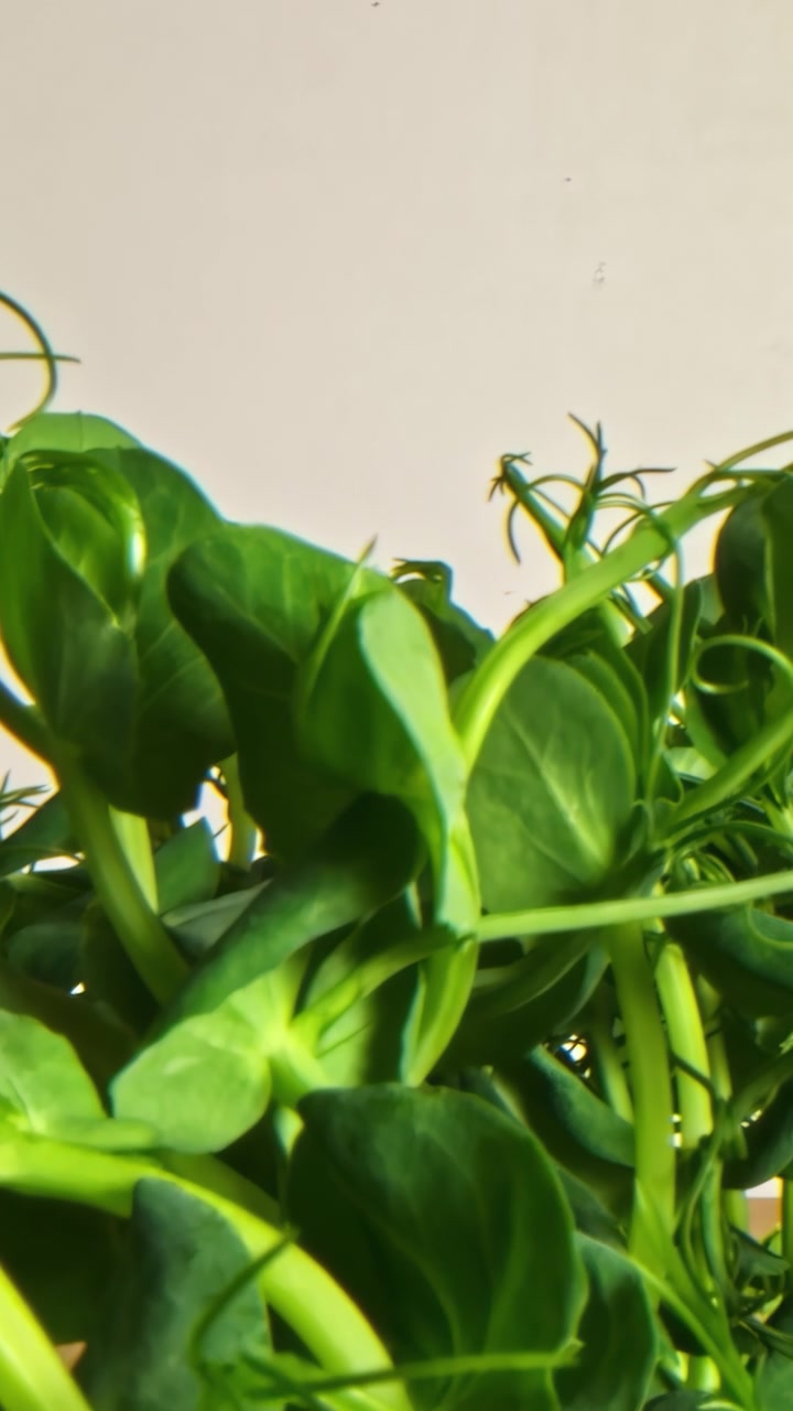 Foglie verdi vibranti che si muovono dolcemente sotto la calda luce del sole, creando un'atmosfera naturale rilassante.