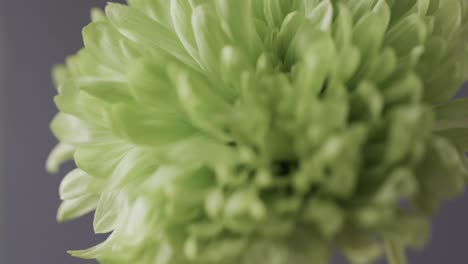 micro video close up of green flower with copy space on grey background