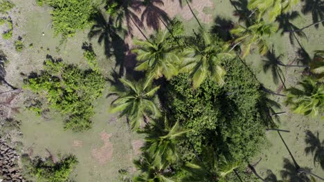 Drone-top-down-pan-across-palm-trees-and-long-dramatic-shadows,-tilt-up-to-reveal-Asserradero-Samana-Dominican-Republic