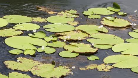 lirios de agua flotando suavemente en un estanque iluminado por el sol