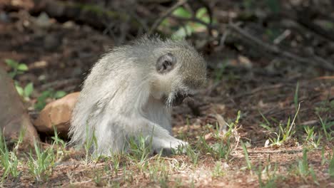 Un-Mono-Vervet-Busca-Comida-Y-Luego-Mira-A-La-Cámara-Rápidamente