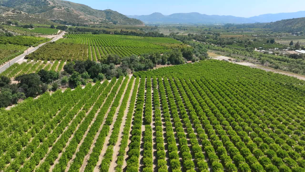 Tilting Aerial Shot Of Agricultural Farm Fields Of Fruit Trees Revealing Mountain Landscape In California
