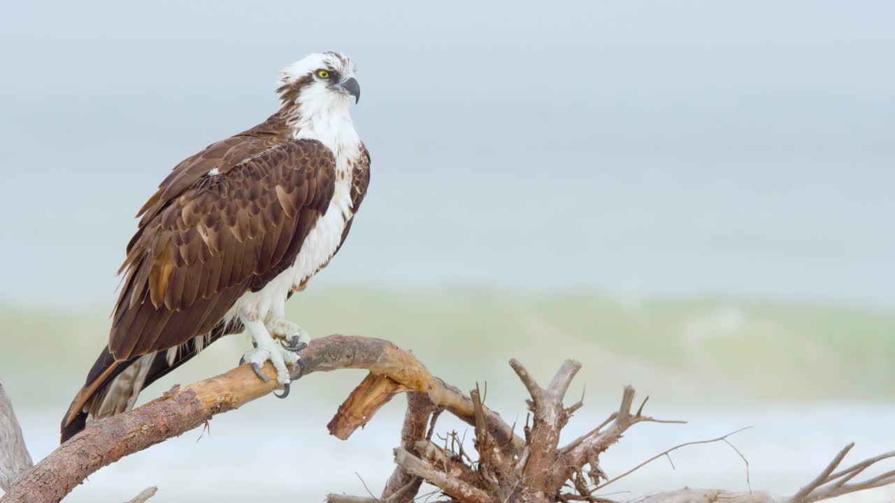 águila pescadora halcón encaramado en la playa de madera con olas rompientes en el fondo en un día nublado