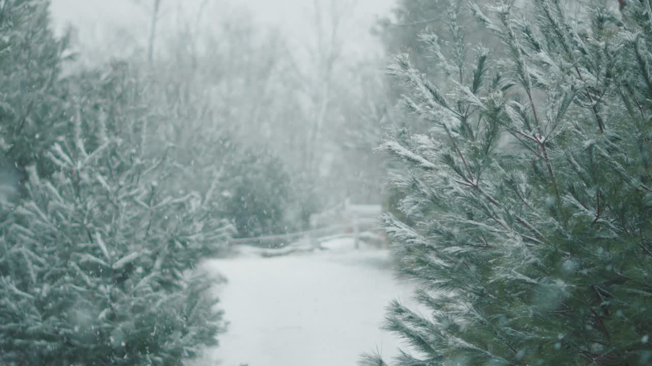 WInter snow snowfall forest evergreen spruce tree pine cold climate weather