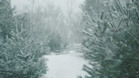 winter snow snowfall forest evergreen spruce tree pine cold climate weather