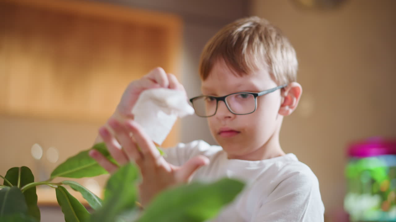 Boy wearing glasses carefully wiping green plant leaves with cloth, showing concentration, care, and responsibility for indoor plants, learning household chores, appreciation for nature