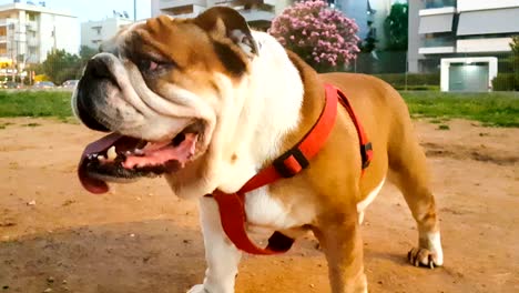 english boxer dog at a park. a funny looking dog.