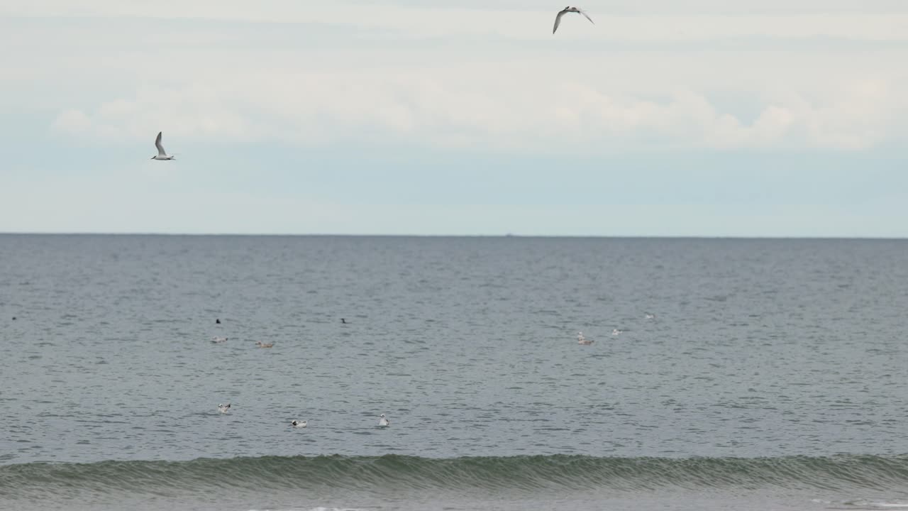 Seagull glides above calm ocean waves under overcast sky, wide shot, steady camera, natural light