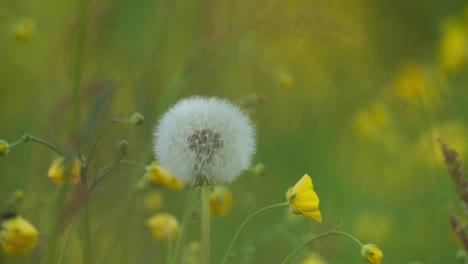 person picked the dandelion among the yellow flowers in the field