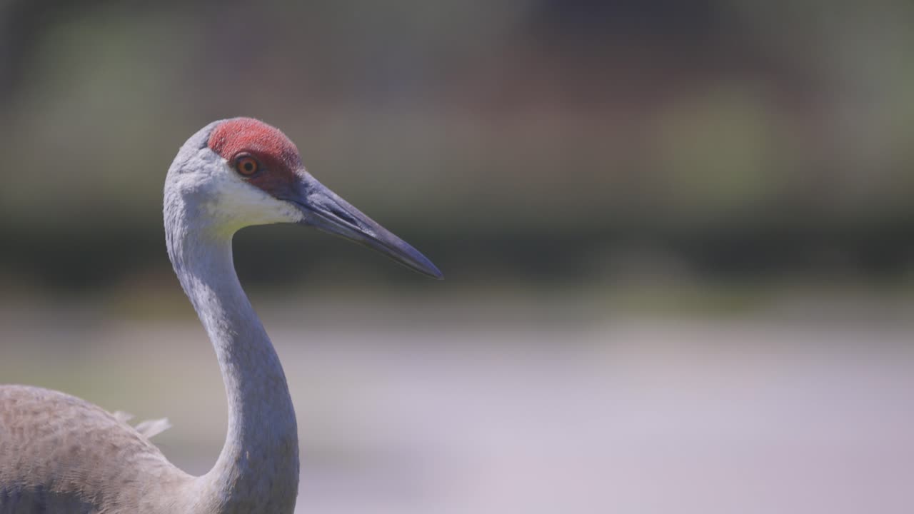 siguiente fotografía media de la cabeza de una grulla de arenilla adulta caminando enfocada