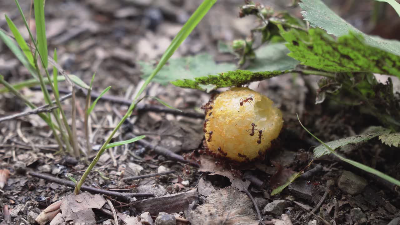 자연에서 인간 음식의 잔해를 먹는 개미, 극단적인 근접 촬영 높은 각도 보기