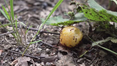 Ants-eating-remains-of-human-food-in-nature,-extreme-closeup-high-angle-view