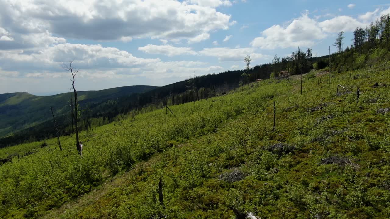 imágenes aéreas de grandes montañas majestuosas con pinos en el clima de verano con cielo azul y algunas nubes